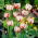Tulip Carnaval de Nice - büyük paket! - 50 parça - 