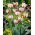 Tulip Carnaval de Nice - büyük paket! - 50 parça - 