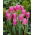 Tulip 'China Pink' - large package - 50 pcs