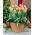 Tulip China Town - nagy csomag - 50 db.