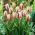 Tulipe 'Carnaval de Rio' - grand paquet - 50 pcs
