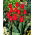 Tulip Bastogne - large package! - 50 pcs