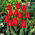Tulip Bastogne - large package! - 50 pcs