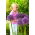 Cebolla ornamental Round 'n Purple - ¡paquete grande! - 10 piezas