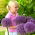 Cebolla ornamental Round 'n Purple - ¡paquete grande! - 10 piezas