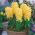 Jacinthe jaune - 9 pieces