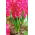 Jacinto de flores rojas - 9 piezas