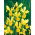 Niederländische Iris - Goldene Ernte - große Packung - 100 Stück