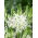 Camas bianco 'Alba' - confezione grande - 20 pz; Giacinto indiano, camash, giacinto selvatico