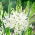 White camas 'Alba' - large package - 20 pcs; Indian hyacinth, camash, wild hyacinth