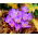 Autumn crocus Speciosus - แพ็คเกจขนาดใหญ่! - 100 ชิ้น; หญ้าฝรั่นทุ่งหญ้าผู้หญิงเปลือย - 