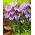 Crocus Spring Beauty - confezione grande! - 100 pz