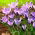 Crocus Spring Beauty - confezione grande! - 100 pz