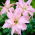 Lis asiatique a double fleur - Rose de printemps - grand paquet! - 10 pieces