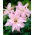 Lis asiatique a double fleur - Rose de printemps - grand paquet! - 10 pieces