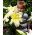 Giant lily - Big Brother- large package! - 10 pcs