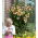 Tree lily - Lavon - large package! - 10 pcs