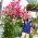 Tree lily - Donato - large package! - 10 pcs