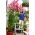Tree lily - Donato - large package! - 10 pcs