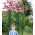 Boomlelie - Friso - grootverpakking! - 10 stuks - 