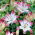 Lily - Pink & White - large package! - 10 pcs