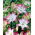 Lily - Pink & White - large package! - 10 pcs