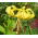 Tigerlilja - Yellow Tiger - stort paket! - 10 st