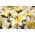 Tree lily - High Tea - paket besar! - 10 buah - 