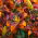 Lily - 'Forever Susan' - iso pakkaus - 10 kpl - 