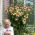 Tree lily - Lavon - large package! - 10 pcs