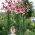 Boomlelie - Friso - grootverpakking! - 10 stuks - 