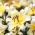 Tree lily - High Tea - paket besar! - 10 buah - 