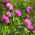 Punane ristik "Rozeta" - 0,5 kg - 