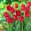 Tulip Barbados - büyük paket! - 50 parça - 