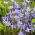 Ithuriel's spear, Brodiaea - Queen Fabiola - economy pack! - 100 pcs; common triteleia, grassnut