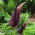 Dragon lily - Dracunculus vulgaris - paket besar! - 10 buah; common dracunculus, dragon arum, black arum, voodoo lily, snake lily, stink lily, black dragon, dragonwort, ragons - 