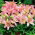 Dwarf lily - Pink Pixie - large package! - 10 pcs