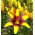 Lily - Graffiti - large package! - 10 pcs