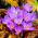 Autumn crocus Speciosus - แพ็คเกจขนาดใหญ่! - 100 ชิ้น; หญ้าฝรั่นทุ่งหญ้าผู้หญิงเปลือย - 