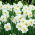 Daffodil Recurvus ของกวี - แพ็คเกจขนาดใหญ่! - 50 ชิ้น; ดอกนาซิสซัสของกวีนาร์กิสตาของไก่ฟ้าดอกไม้ดอกหญ้าดอกลิลลี่ - 