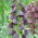 Black Persian fritillary - large package - 10 pcs