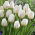 Tulip 'City Of Vancouver' - large package - 50 pcs