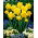 Narcissus Dick Wilden - narcis Dick Wilden - 5 květinové cibule