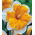 Narciso, laranjal narciso - pacote grande! - 50 pcs.