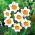 Narcis, narcis 'Professor Einstein' - grootverpakking - 50 st - 