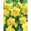 Daffodil, narcissus 'Tahiti' - large package - 50 pcs