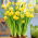 Påskelilje, narcissus Tete-a-Tete - stor pakke! - 50 stk.