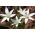 Garden star-of-Bethlehem - gói lớn! - 100 chiếc; hoa huệ, ngủ trưa, quý bà mười một giờ - 