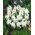 Squill raye - Puschkinia alba - grand paquet - 100 pieces; Liban squill