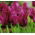 Tulipe Bourgogne - grand paquet! - 50 pieces